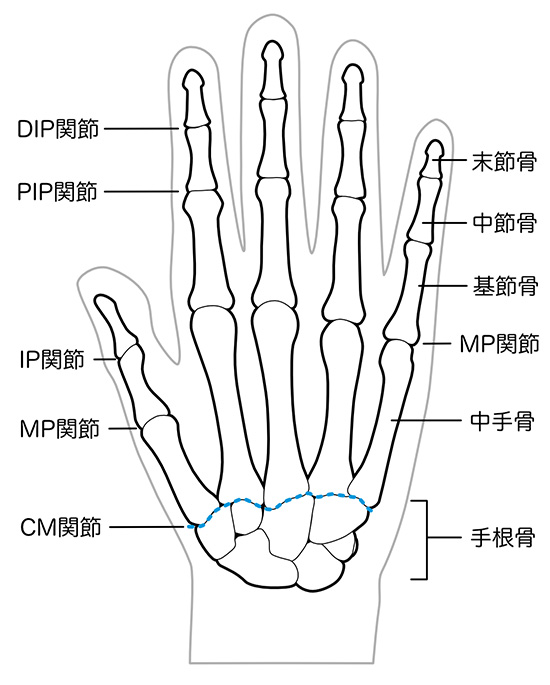 手の骨と関節